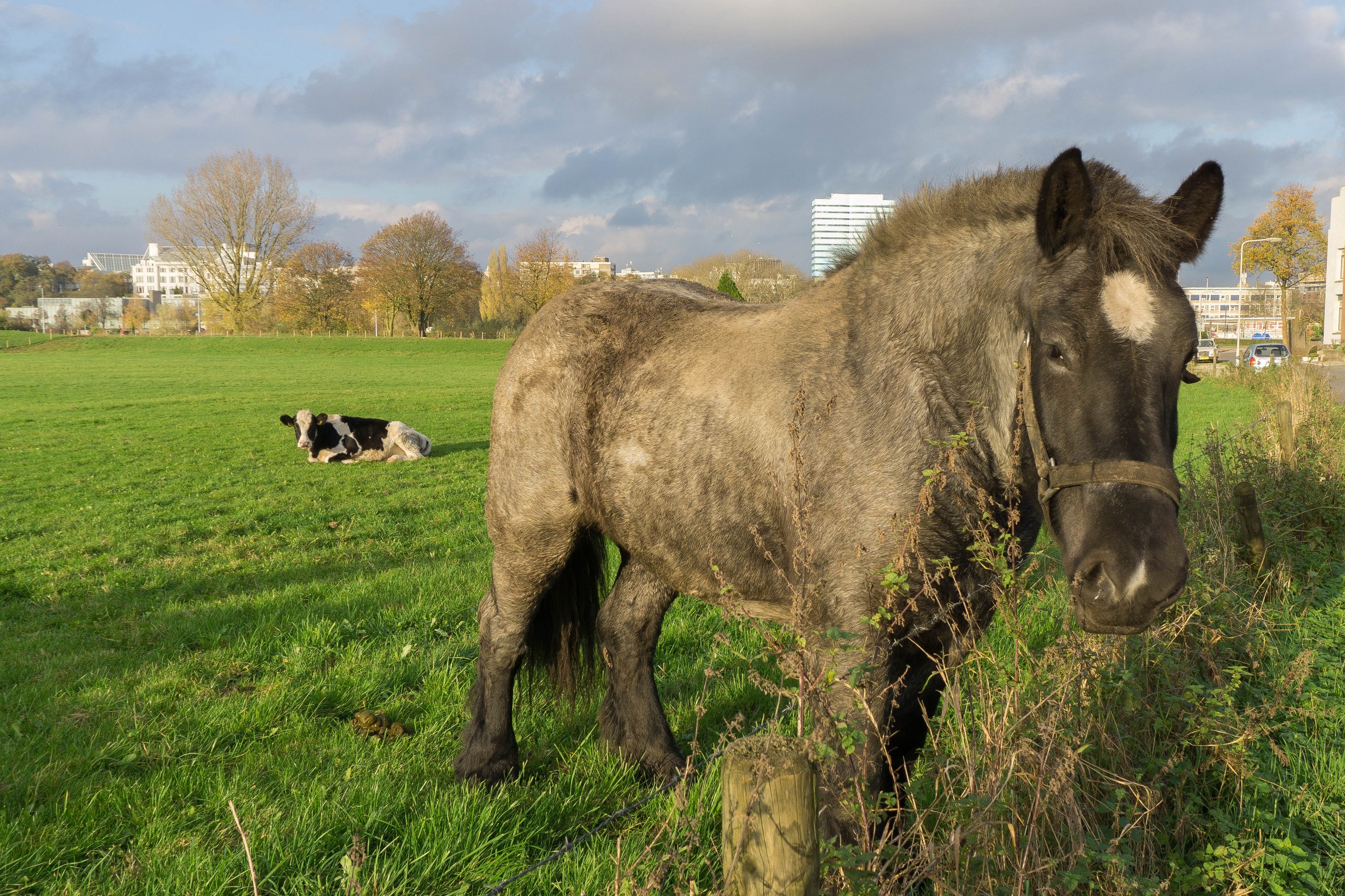 https://www.stadsblokken-meinerswijk.org/wp-content/uploads/2015/11/Carrousel_2.jpg